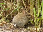 FZ030036 Small bunny rabbit.jpg